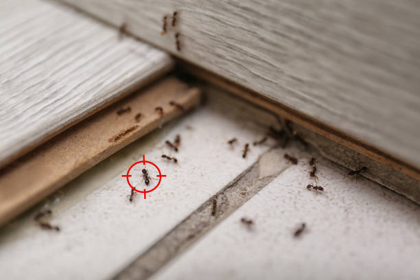 Best Commercial Pest Control Services  in Upper Grand Lagoon, FL